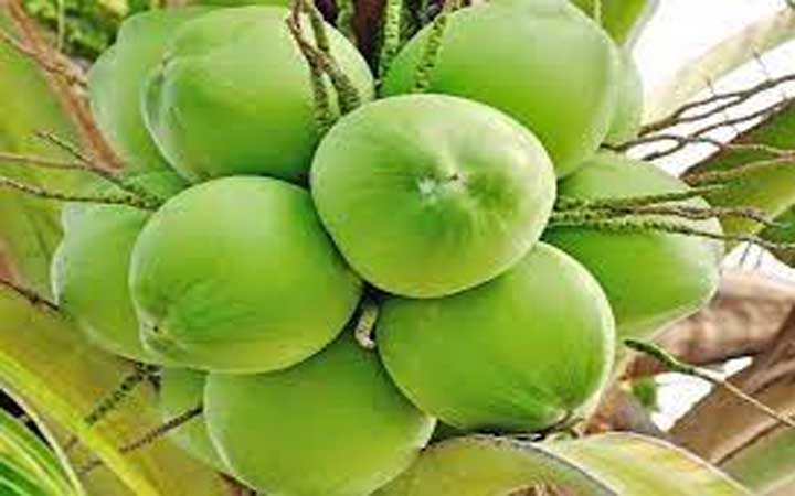 ২শ টাকায়ও ডাব মিলছে না